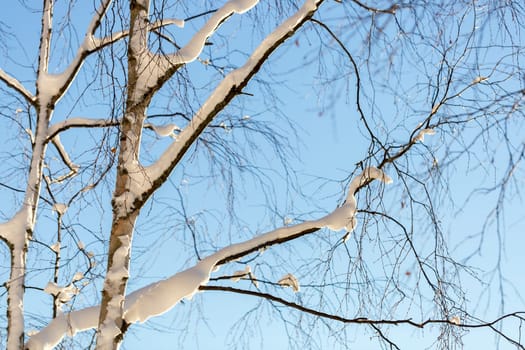 Snow Covered Birch Tree with a clear blue sky behind it.