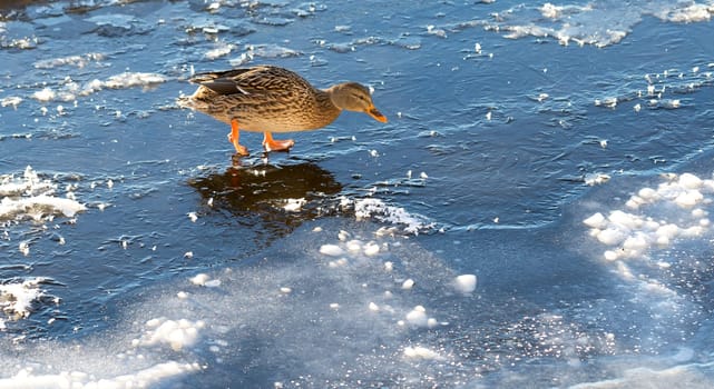 Mallard Walking on Thin Ice  in winter.