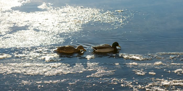 Mallards in Icy River with some mist.