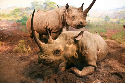 A couple of white rhinos lying in a muddy field. Diorama