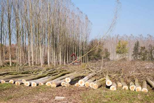 Cutting a forest of poplars