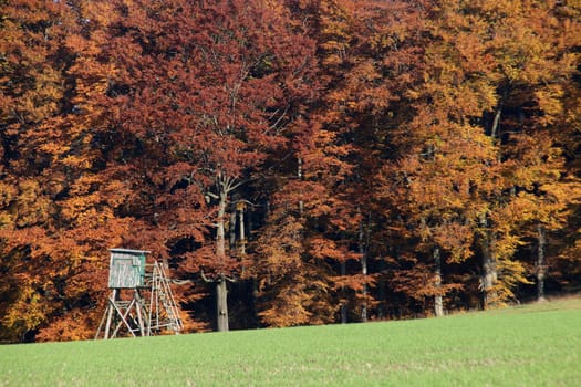 Autumn forest with high-rise