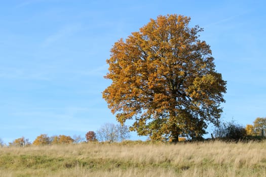 Autumnal landscape with tree