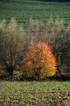 Autumnal landscape with tree