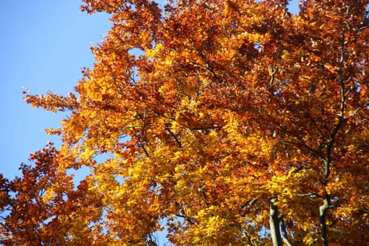 Autumn beech forest