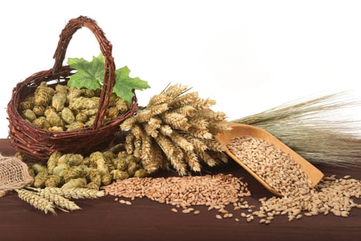 Beer ingredients – wheat,barley,hops and malt isolated on white