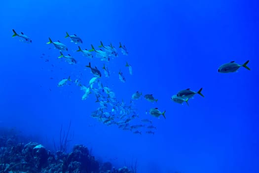 a school of Horse-eyed Jacks swimming in the blue waters of Bonaire in the Caribbean