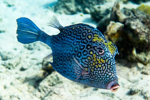 A cloesup of a Honeycomb Cowfish in the tropical waters of Bonaire in the caribbean