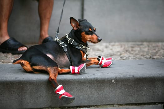 Closeup of a man's legs wearing sandals with her Chihuahua doggy sitting near by