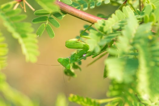 Macro of a praying mantis framed by green foliage.