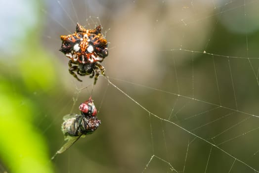 Macro of a Female Hawaiian Gasteracantha Cancriformis with its prey.