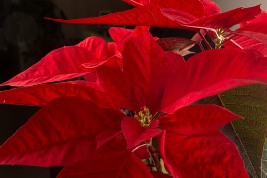 Flower of christmas eve in low-light, presenting details in leaves. the shots were made with the black background.