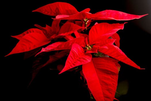 Flower of christmas eve in low-light, presenting details in leaves. the shots were made with the black background.