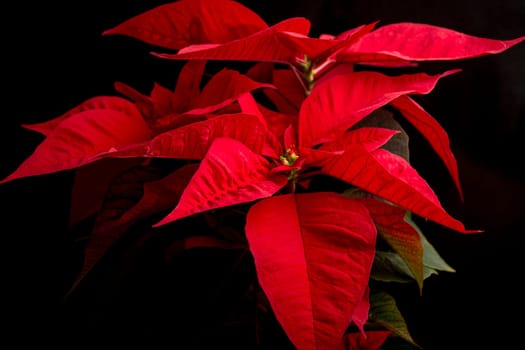 Flower of christmas eve in low-light, presenting details in leaves. the shots were made with the black background.