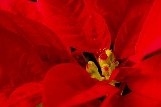 Flower of christmas eve in low-light, presenting details in leaves. the shots were made with the black background.