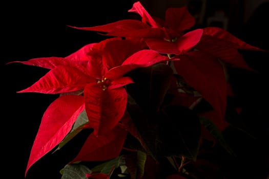 Flower of christmas eve in low-light, presenting details in leaves. the shots were made with the black background.