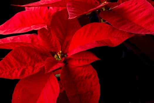 Flower of christmas eve in low-light, presenting details in leaves. the shots were made with the black background.