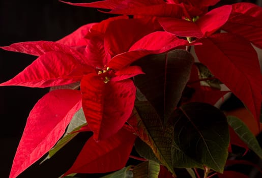 Flower of christmas eve in low-light, presenting details in leaves. the shots were made with the black background.