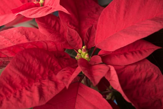 Flower of christmas eve in low-light, presenting details in leaves. the shots were made with the black background.