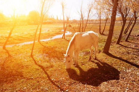 Horse eating grass in golden sunrise at Holy Fish Pond, Shey Monastery, Leh Ladakh, India.