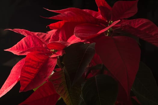 Flower of christmas eve in low-light, presenting details in leaves. the shots were made with the black background.