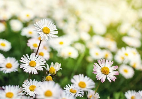 beautiful white daisy flower on the field