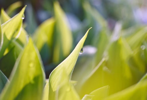 dew drops on green leaves
