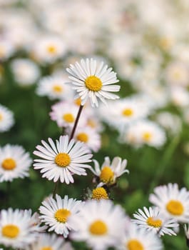 beautiful white daisy flower on the field