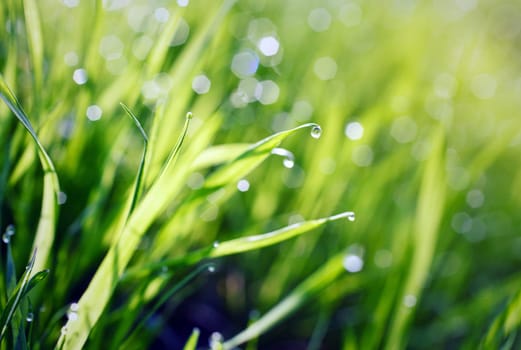 Spring grass with water drops