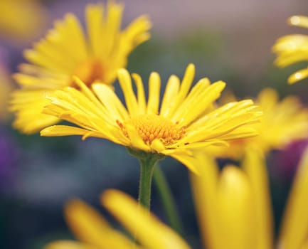beautiful yellow daisies in flower garden, macro