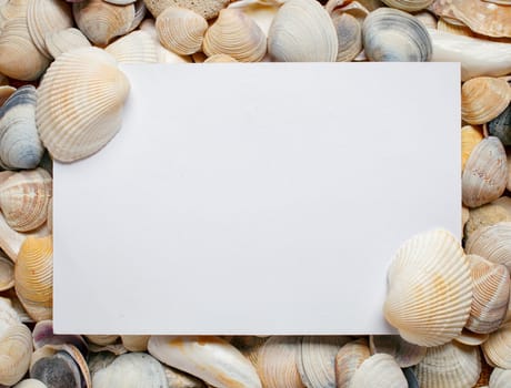 Sea Shell background with space for text
