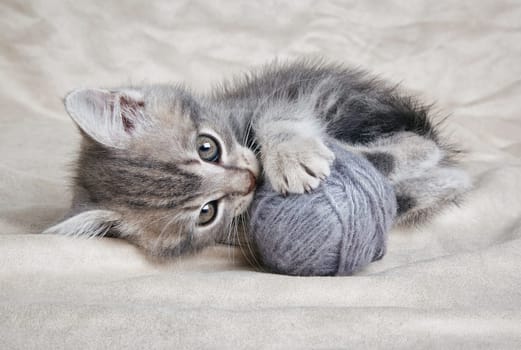 playful tabby kitten with gray ball on gray background