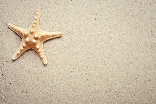 Sea shells on sand. Summer beach background. Top view. place for text