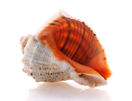 Sea shell isolated on white background. Close up