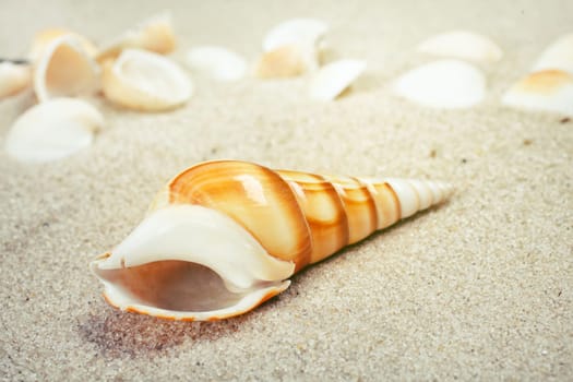 Sea shells on sand. Summer beach background.