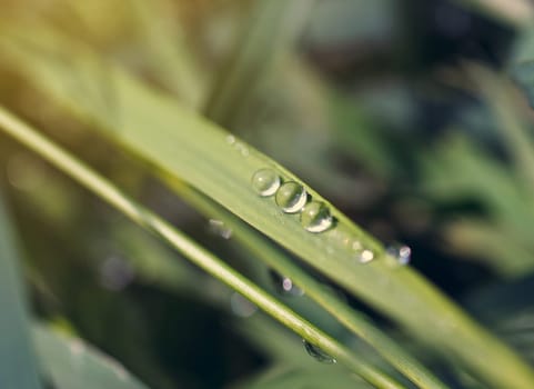 Three drops of dew on the grass