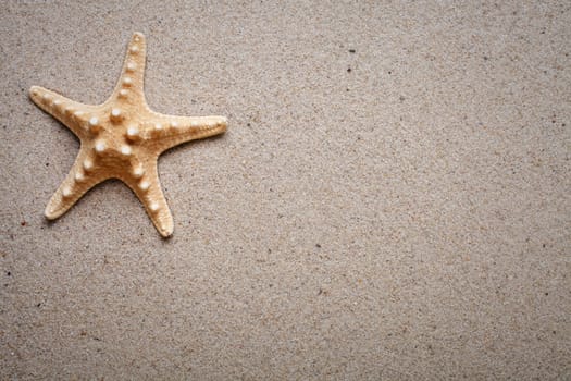 Sea shells on sand. Summer beach background. Top view. place for text