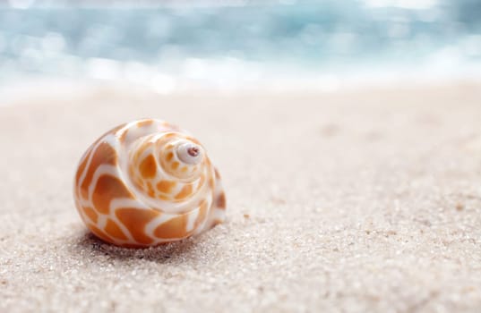 Sea shell on sand. Summer beach background. Top view