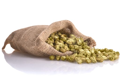 many dried hop cones for beer and brewery in jutesack