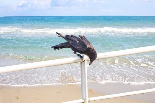 Kraehe sits on a railing and looks for food. In the background water..