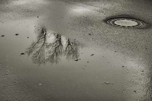 Reflection of a tree in a puddle