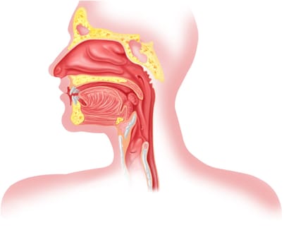 Human respiratory system cross section, head part.