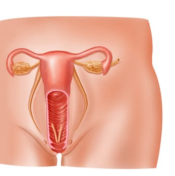 Anatomy female reproductive system cross section