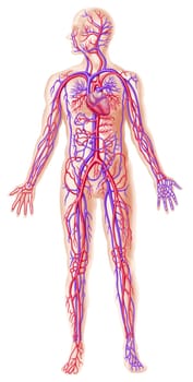 Human circolatory system cross section