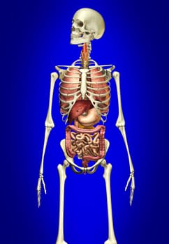 Man skeleton with internal organs, on blue background, clipping path included.