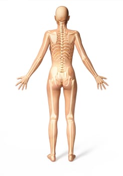 Naked woman standing on floor, viewed from the back, with bone skeleton superimposed. With clipping path included.
