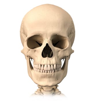 Very detailed and scientifically correct, human skull, front view. Anatomy image. Clipping path included.