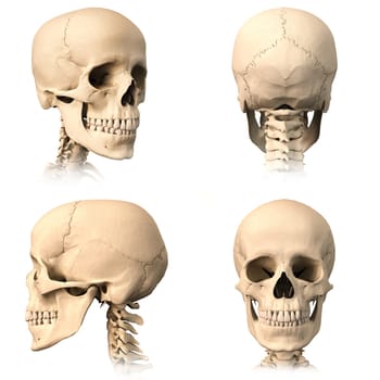 Very detailed and scientifically correct human skull. Three orthogonal views, plus perspective, on white background. Anatomy image.