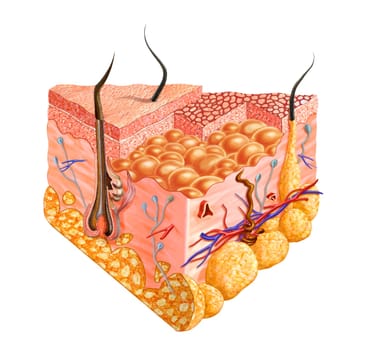 Human skin cutaway diagram, with several details. 2D digital illustration with clipping path, on white background.