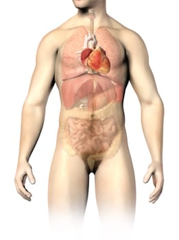 Man anatomy internal organs, with the heart spotted and the rest of organs in half tone. Clipping path included.
